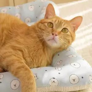 마벨러스홈데코 인견 강아지 쿨 방석 펫방석 소형