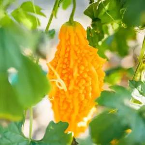 쓴오이 식물 재배용 종자 채소 10립 씨앗 열매