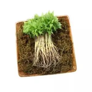 VDG 유황 새싹삼 소 20cm 50뿌리 건강 선물