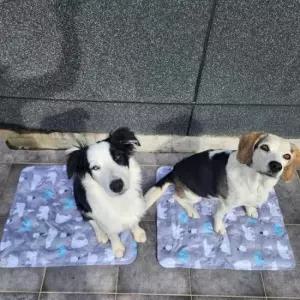 [반려] 방수원단 강아지 아이스 쿨매트 쿨방석 얼음 패드