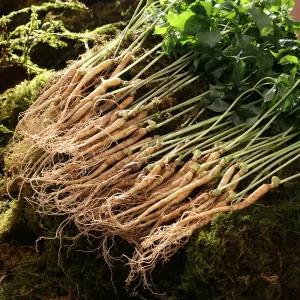 청삼애 명품 대왕 새싹삼 50뿌리 자연에서 키운 프리미엄 자연삼 3년근 잎 줄기 뿌리까지 묘삼 새싹인삼