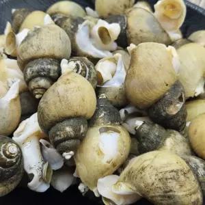 대한민국최저가 국내산 생물 골뱅이 1kg 득템찬스