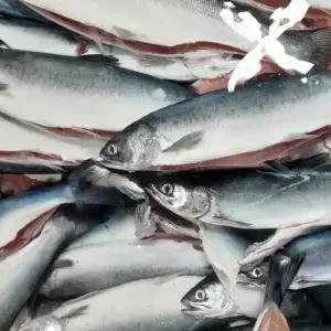 G1987 국내산 반건조 바다송어 3미 대