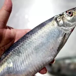 국내산 생물 자연산 횟감용 청어 1kg 4-5미