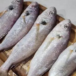 국내산 백조기 1kg 7-12미 내외