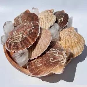 북해도 활 가리비 명품가리비 1KG