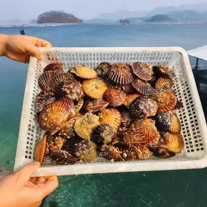 남해안 흑백가리비 1kg 2kg 3kg 당일작업 조개구이 제철 산지 가리비