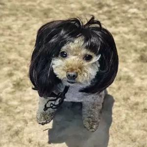 [하프클럽/]금잔디 단발 강아지 가발