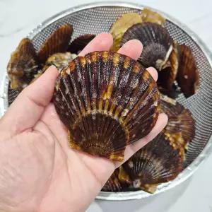 남해안 흑백가리비 1kg 20미 당일작업 조개구이 제철 산지 가리비