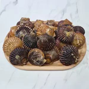 남해안 흑백가리비 3kg 60미 당일작업 조개구이 제철 산지 가리비