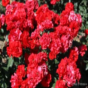 [편안한 28인승 우등버스] 강원도 삼척 천만송이장미축제 죽서루 + 해신당공원 당일