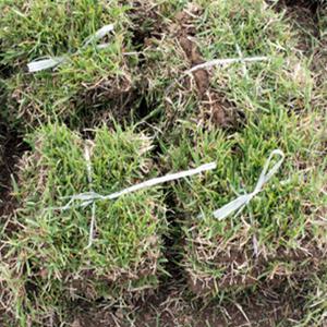 한국잔디 중지 18cm*18cm 20장 들잔디 천연 산소