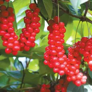 [경북묘목]오미자나무묘목 1년생 특묘 5주묶음 특용수 약용수