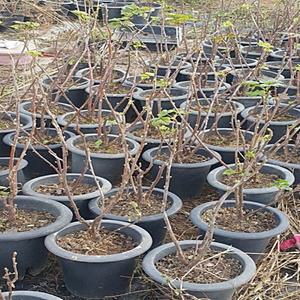 조스타베리/ribes nigreum + R divaricatum +R uva-cirspa/유실수/묘목/2년생포트묘/구즈베리+블랙커런트