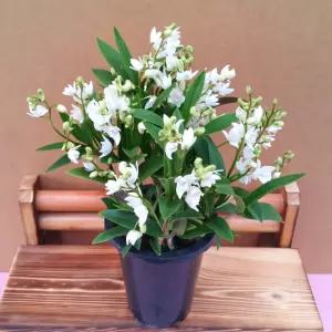 [소나무길] 순백의 흰꽃 긴기아난  서양란  1933