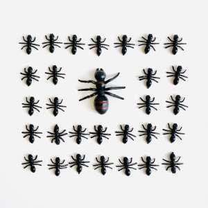 개미모형 31마리 세트 (왕개미 포함) / 곤충채집