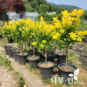 [나무인]황금사철 화분