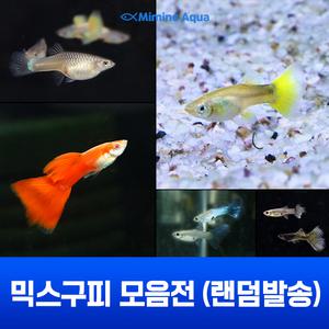 초보 믹스 구피 10마리