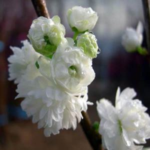 옥매화나무 묘목(백매화/흰꽃) 접목1년 뿌리1개