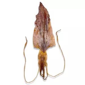 한치 몸통 다리한치 파지 250g 500g 술안주 마른안주-아이스박스포장포함-