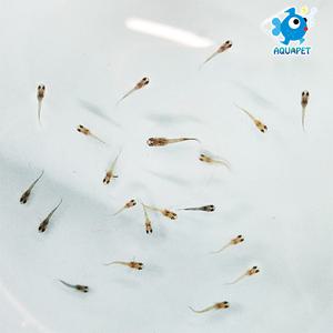 아쿠아펫 구피 치어 20마리