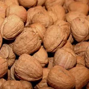 호두나무묘목 왕 호두나무 