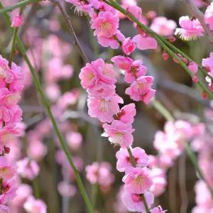 [충북농원] 홍도화 꽃복숭아나무 홍도화나무 묘목 - 1년생/접목묘