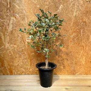 마이플랜트 하트벤자민 중대형 관엽식물 스윗 하트 고무나무 모종 공기정화식물