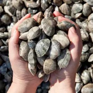 [장보남]당일조업 남해안 선별 생물 바지락 활바지락 바지락 대/2kg (120미 내외)/ 다이버 직접채취