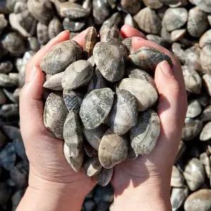 [장보남]당일조업 남해안 선별 생물 바지락 활바지락 바지락 대/1kg (60미 내외)/ 다이버 직접채취