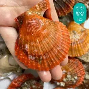 [품질보장] 이순신수산 산지 통영 제철 비단 홍가리비1kg