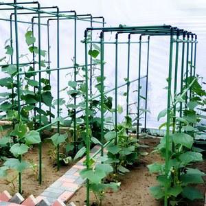 오이 넝쿨 지지대 지지대 오이넝쿨 호박 덩굴