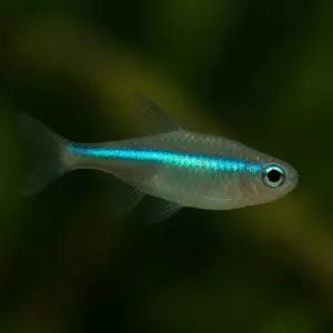 그린네온 테트라 10마리