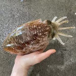 [푸드타켓]국내산 냉동 갑오징어 1kg(2-3미내외) 자연산 급냉 통찜 숙회