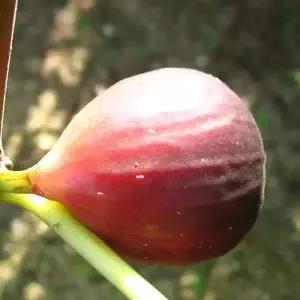 [할인상품] 승정도후인 (무화과) 묘목 - 분묘