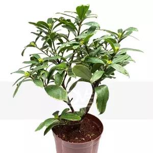 무늬천리향(중품) 서향 나무 천리향 꽃 향기 야생화 공기정화 식물 키우기 화분