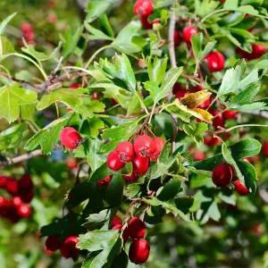 [충북농원] 홍화산사 산사나무 묘목 - 접목묘