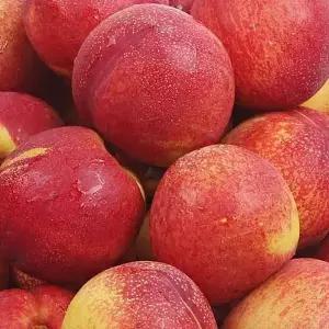 연세원예 복숭아 신선(천도+황도) 접목묘목 2년생 1주