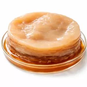 Kombucha.com 허니 스코비 (8온스)