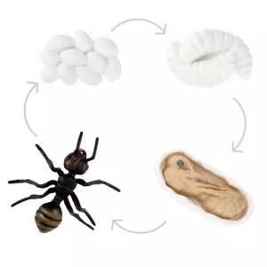 개미 성정과정 알 애벌레 번데기 단계별관찰 모형교구 성장주기