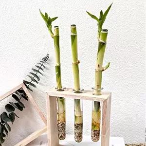 만들기재료 원목 개운죽 3개 실린더 화분 꾸미기 세트