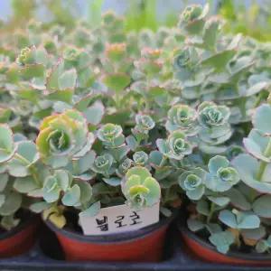[모종모종]불로초 화분 분홍꽃이 핍니다(큰컵)