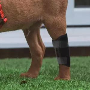 [반려] 보조기 반려견 관절보호대 십자인대 스트랩 보호 쓸개골 탈골예방 부상 재활 발목 상처