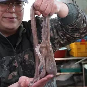 국내산 활 특대 낙지 1미(230g~290g)