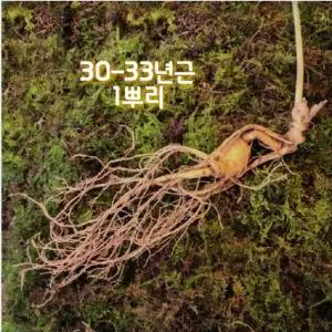 한국송이산삼 자연산 야생 산삼 진품감정서 지종삼 천종삼 30-33년근 1뿌리
