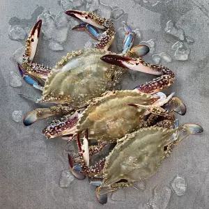 [싱싱한 활꽃게] 통수산 활암꽃게 1kg (4~6미 내외/kg)