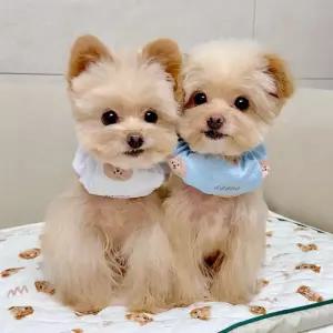 강아지 쿨링 스누드 스카프 L XL 1P 애견 여름 목도리 강아지쿨링스누드