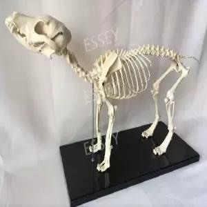 강아지 동물병원 교구 개 수의학 뼈 모형 표본 골격 해부학