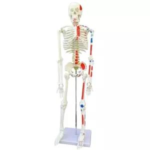 골격모형 인체 전신뼈 실험실 해부학 과학실 피규어 두개골