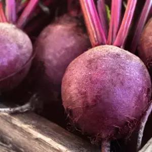 셀러드채소 야채 알 비트 비트잎 콜라비 채소 종자 씨앗 200g